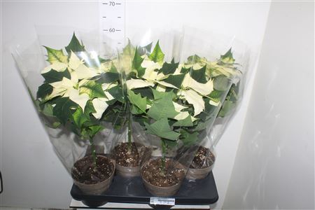 ** Euphor P Alaska 5 Bloemen+ Winter Promo *