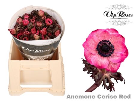 Anem Cerise Red X 50