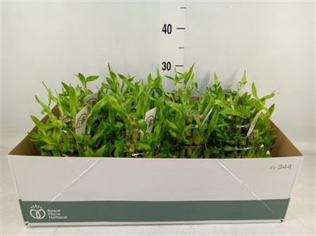 Dracaena Sand. 'lucky Bamboo' ..pyr 3Big in kerami