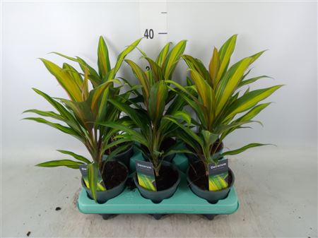 Cordyline Fruti. 'kiwi' Decorum