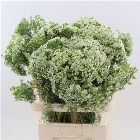 Ammi Vis Casablanca