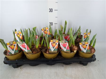 Tulipa ...mix Mix tray