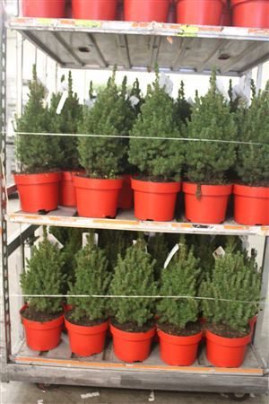 ** Picea Gl Conica * Winter Promo *