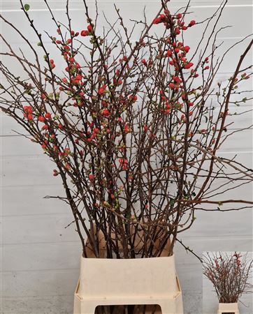 Chaenomeles Japonica