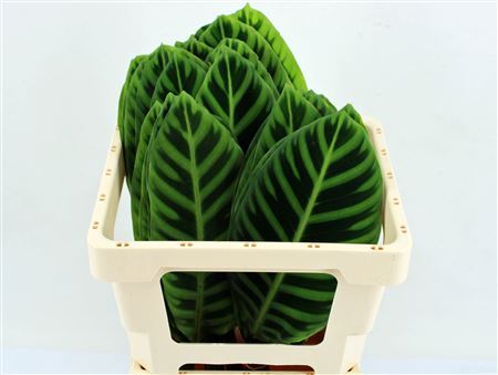 Calathea Zebrina 52cm