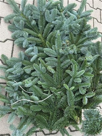 Abies Nob Blauw Kilo