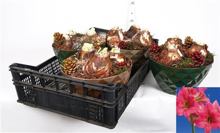 Bloembol Hippeastrum