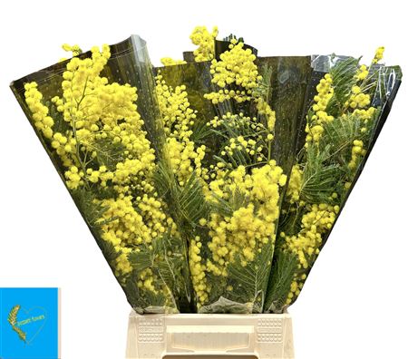 Acacia Baileya Bl Bs