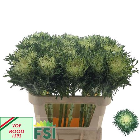 Brass Crane Fea Snow