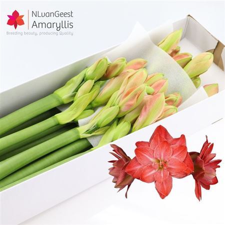 Hipp Dg Flamingo Ama