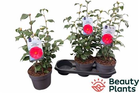 Came Re Mary William