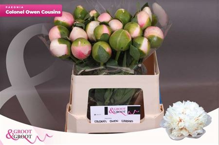 Paeo Col Owen Cousin