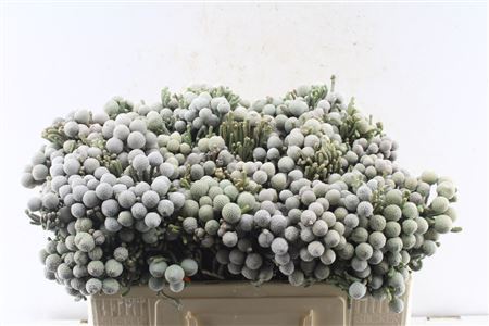 Brunia Silver Brunia