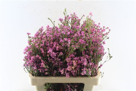 Kaaps Erica Pink Extra