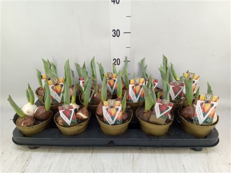 Tulipa ...mix Gemengd