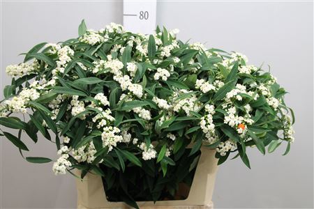 Euph F T Quicksilver