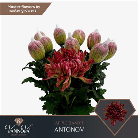 Chr G Antonov Klb H%