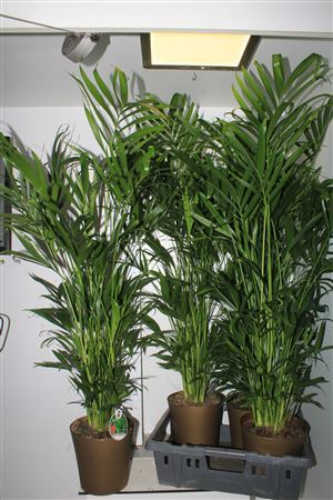 Chamaed Cataractarum In Gold Deco Pot