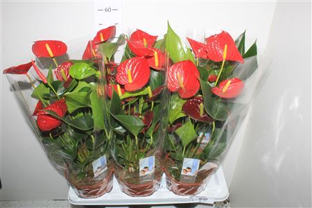 Anthu Fl Carino Puro 6+