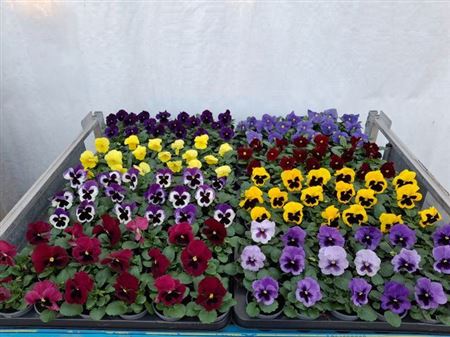 Viola Wr. 'delta' ...mix