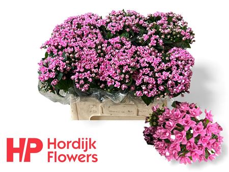 Bou Du Dark Pink Imp