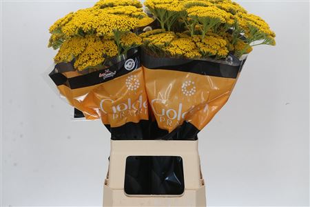 Achillea Golden Prairi