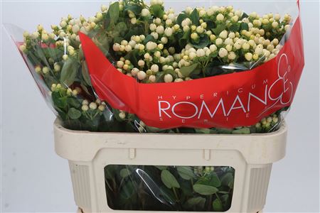 Hypericum Cool Romance Spray