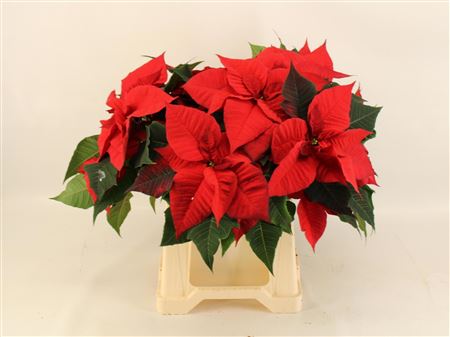 Euph Pu Harlequi Red