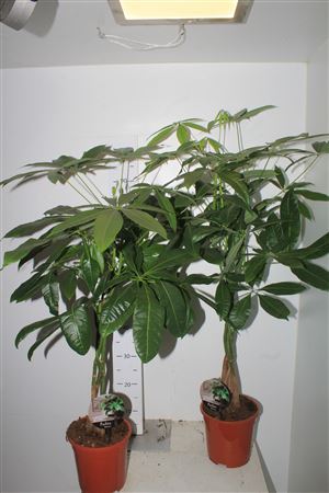 ** Pachira Aquatica 5pp Winter Promo *