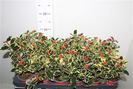 Ilex Aq Argentea Mar