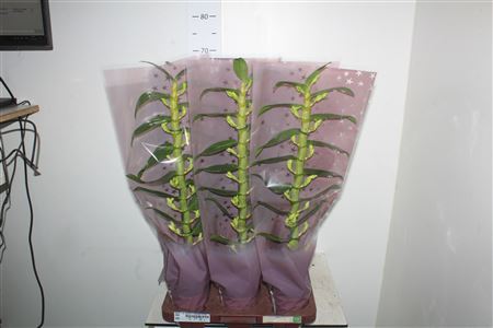 ** Dendr N Sc Apollon 1 Br * Winter Promo *