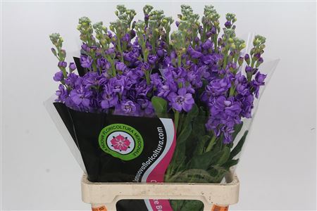 Matthiola Iron Blue