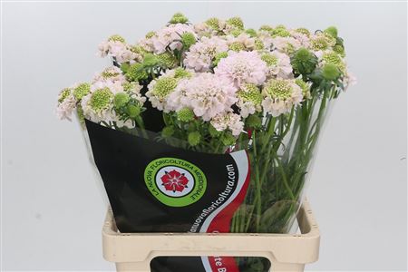 Scabiosa Preserved Pink