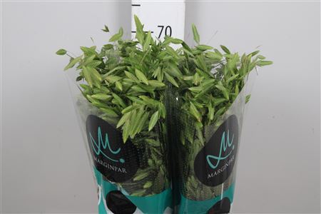 Chasmanth Latifolium