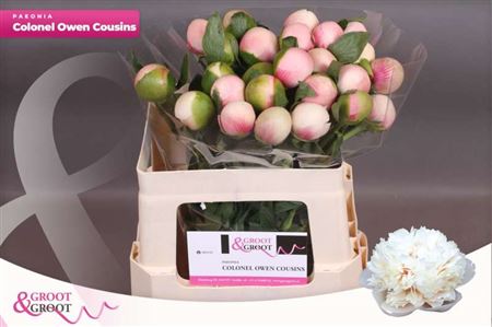 Paeo Col Owen Cousin