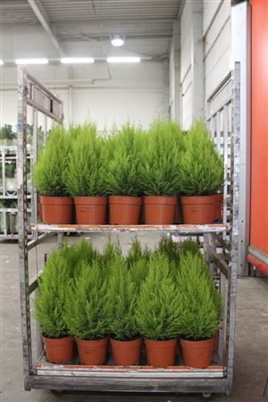 ** Cupr Ma Goldc Wilma * Winter Promo *