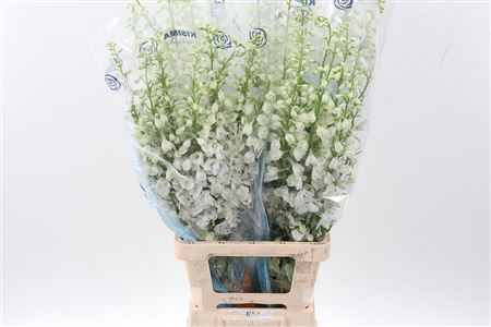 Delph Du C Wh Shades