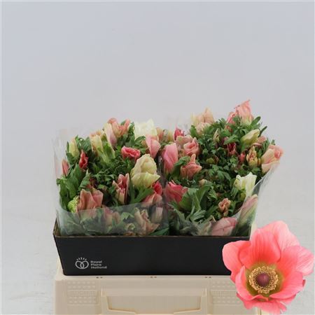 Anem Co Carmel Barbi