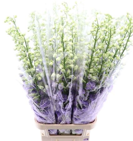 Delph Du De Lav Love