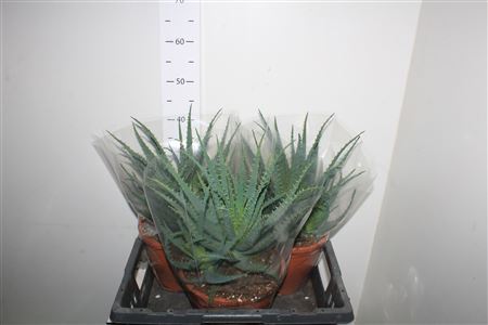 ** Aloe Arborescens Winter Promo *