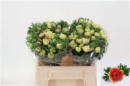 Anemone Fullstar Bicolor Red