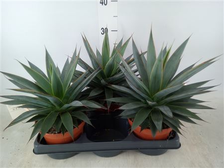 Agave 'shaka Koko' .