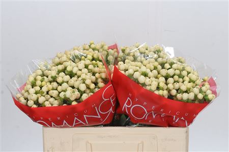 Hypericum Cool Romance