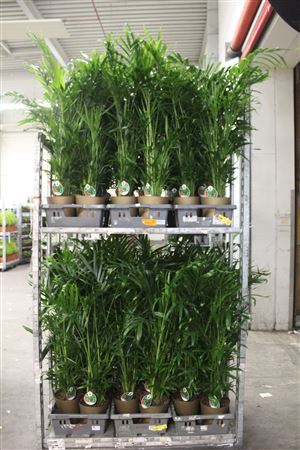 ** Chamaed Cataractarum 30pp * Winter Promo *&