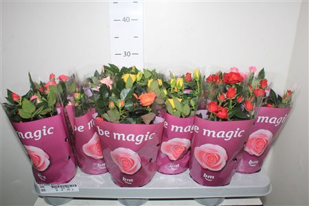 ** Ro B Monde Gem 7 Srt Winter Promo *