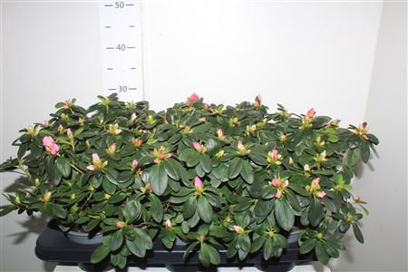 ** Rhodo Si Vogel Gem Winter Promo *