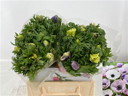 Anem Co Galil Pastel