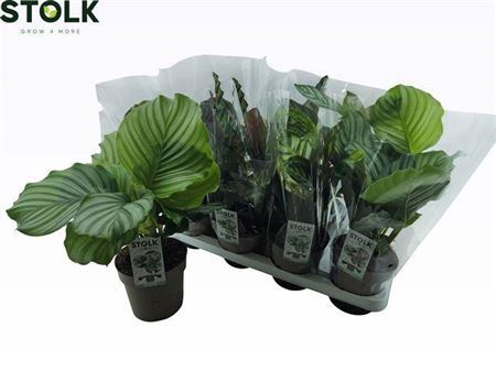 ** Calat Gem 4 Srt Winter Promo *