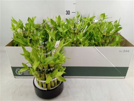 Dracaena Sand. 'lucky Bamboo' ..pyr 3Big in kerami