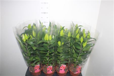 Lil Or Sunny Keys 4 Pp